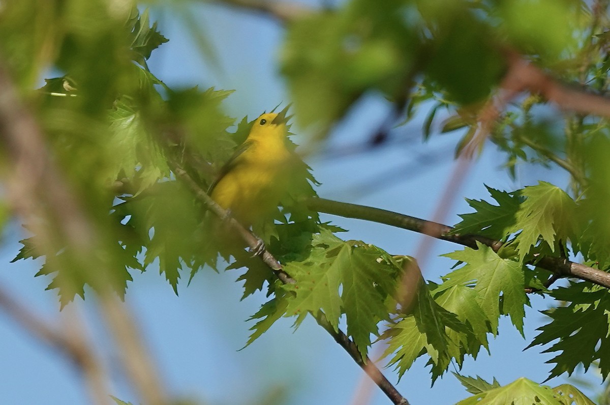 Prothonotary Warbler - Barbara Bennett