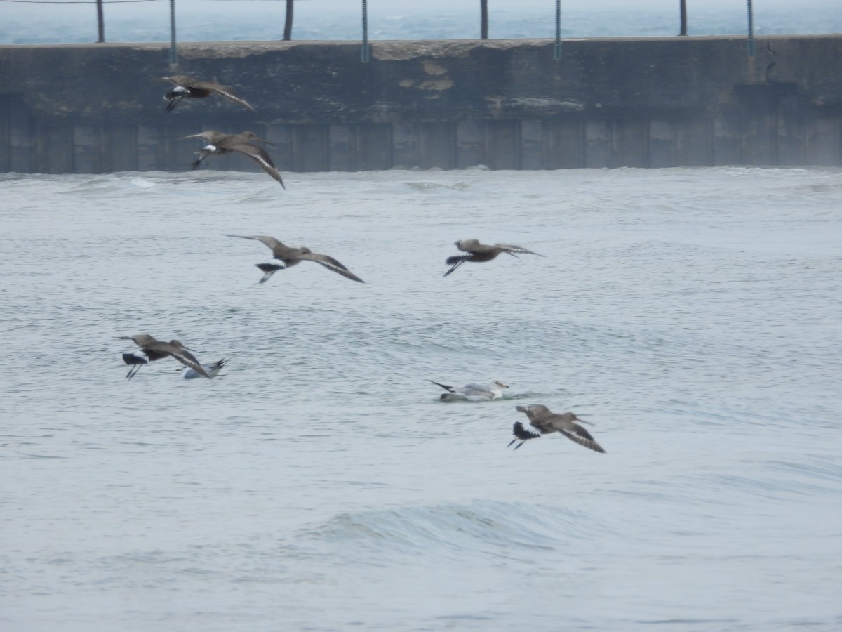 Hudsonian Godwit - ML618648683