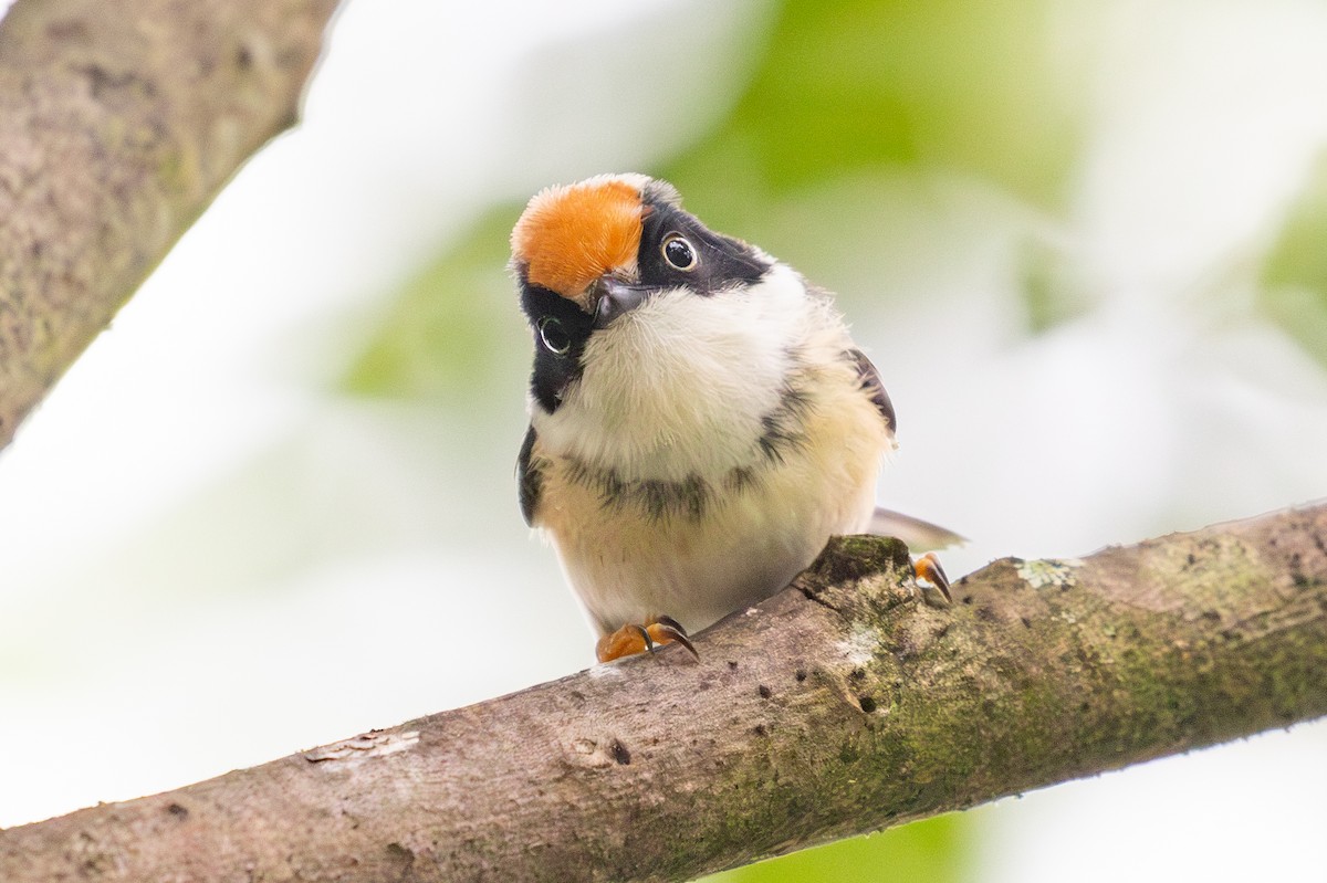 Black-throated Tit (Black-throated) - ML618648685