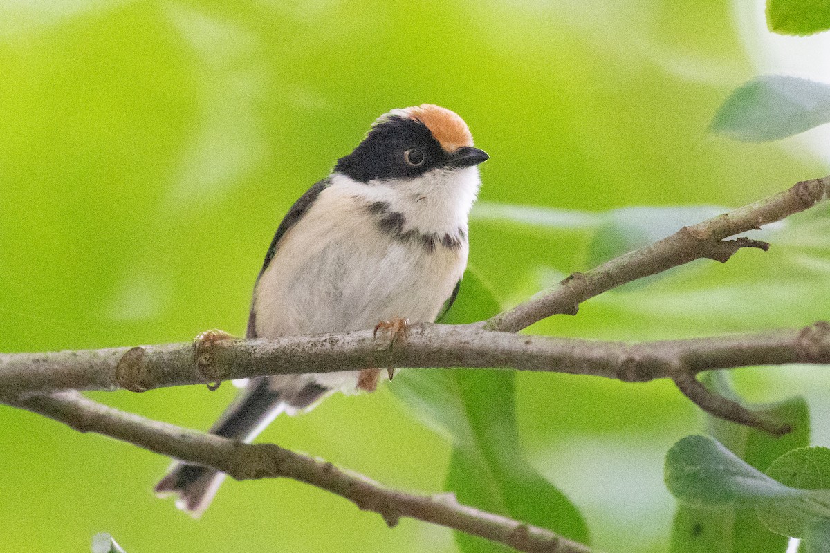 Black-throated Tit (Black-throated) - ML618648686