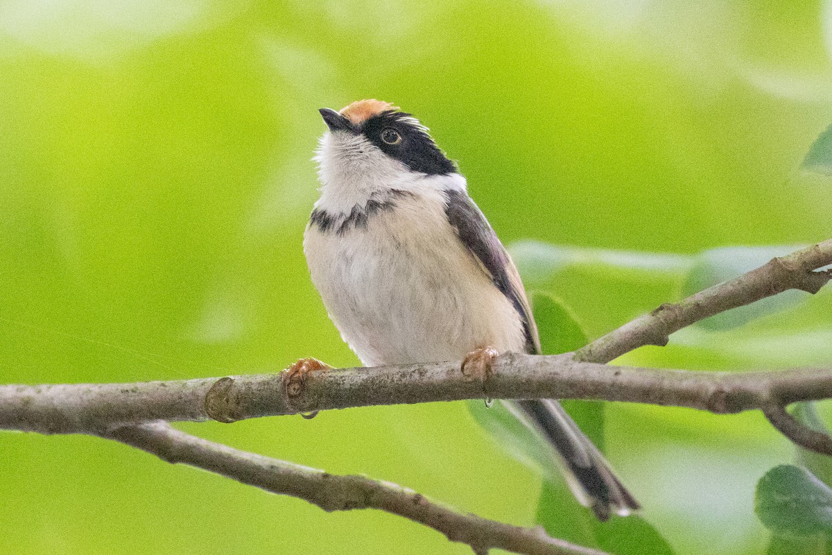 Black-throated Tit (Black-throated) - ML618648687