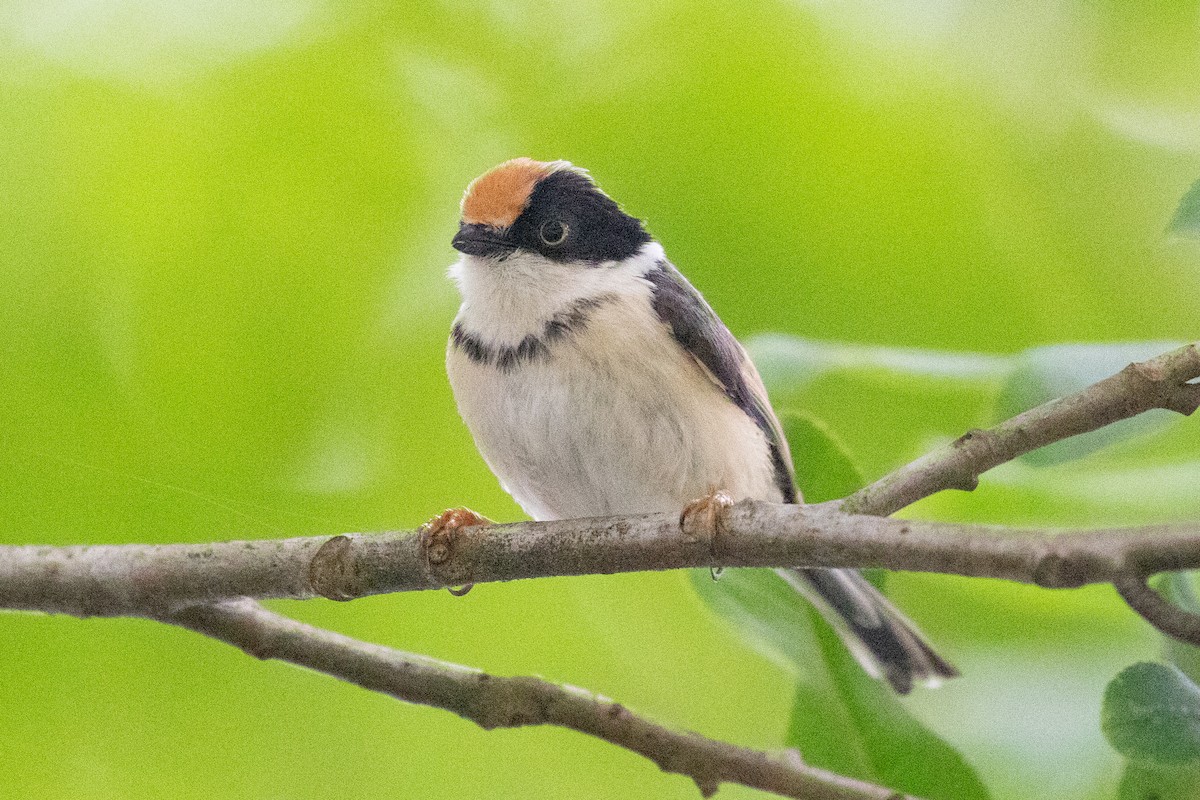 Black-throated Tit (Black-throated) - ML618648688