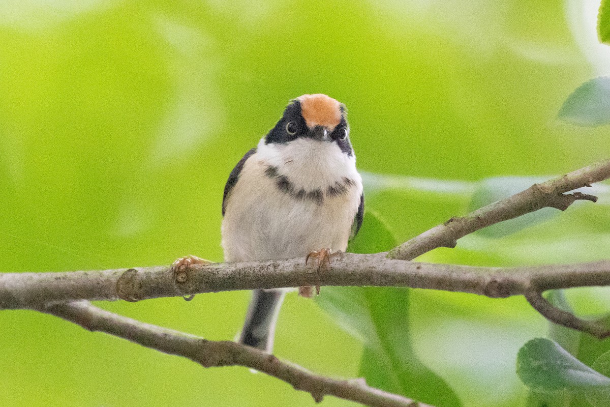 Black-throated Tit (Black-throated) - ML618648689