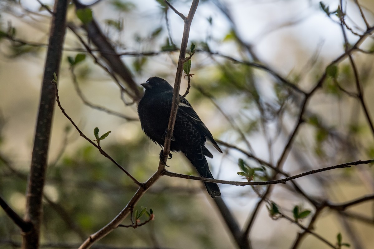 Red-winged Blackbird - ML618648702