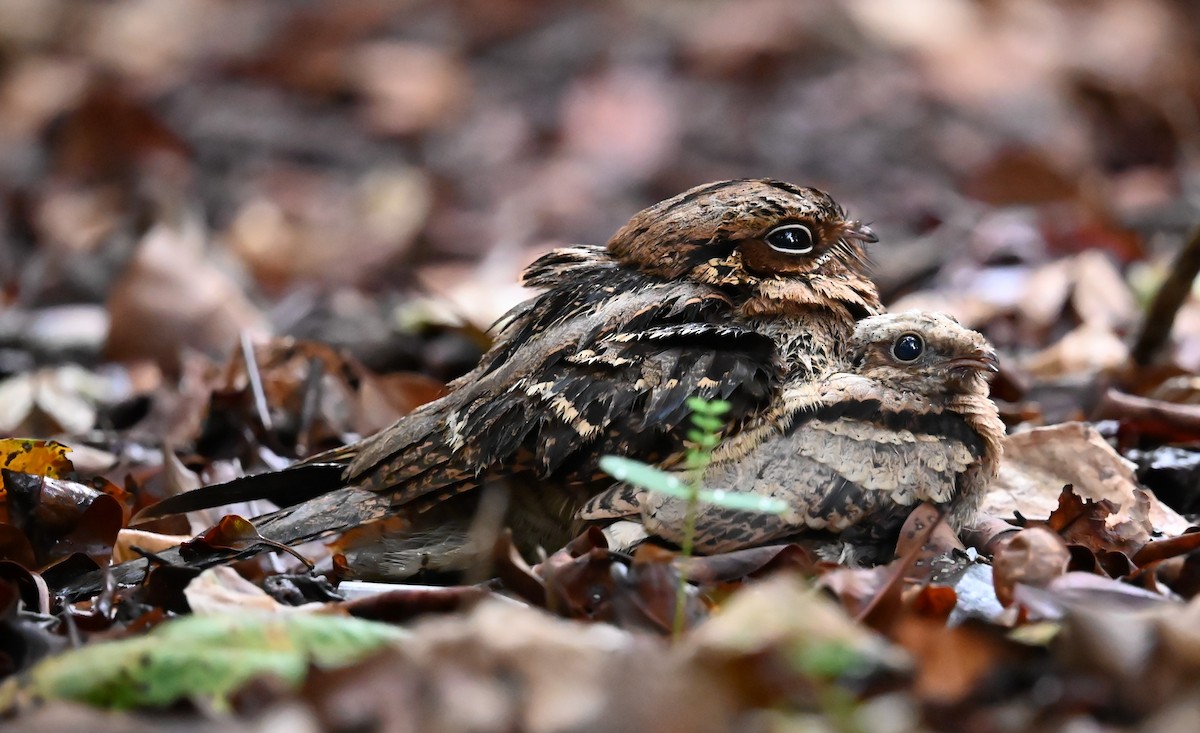 Large-tailed Nightjar - ML618648708