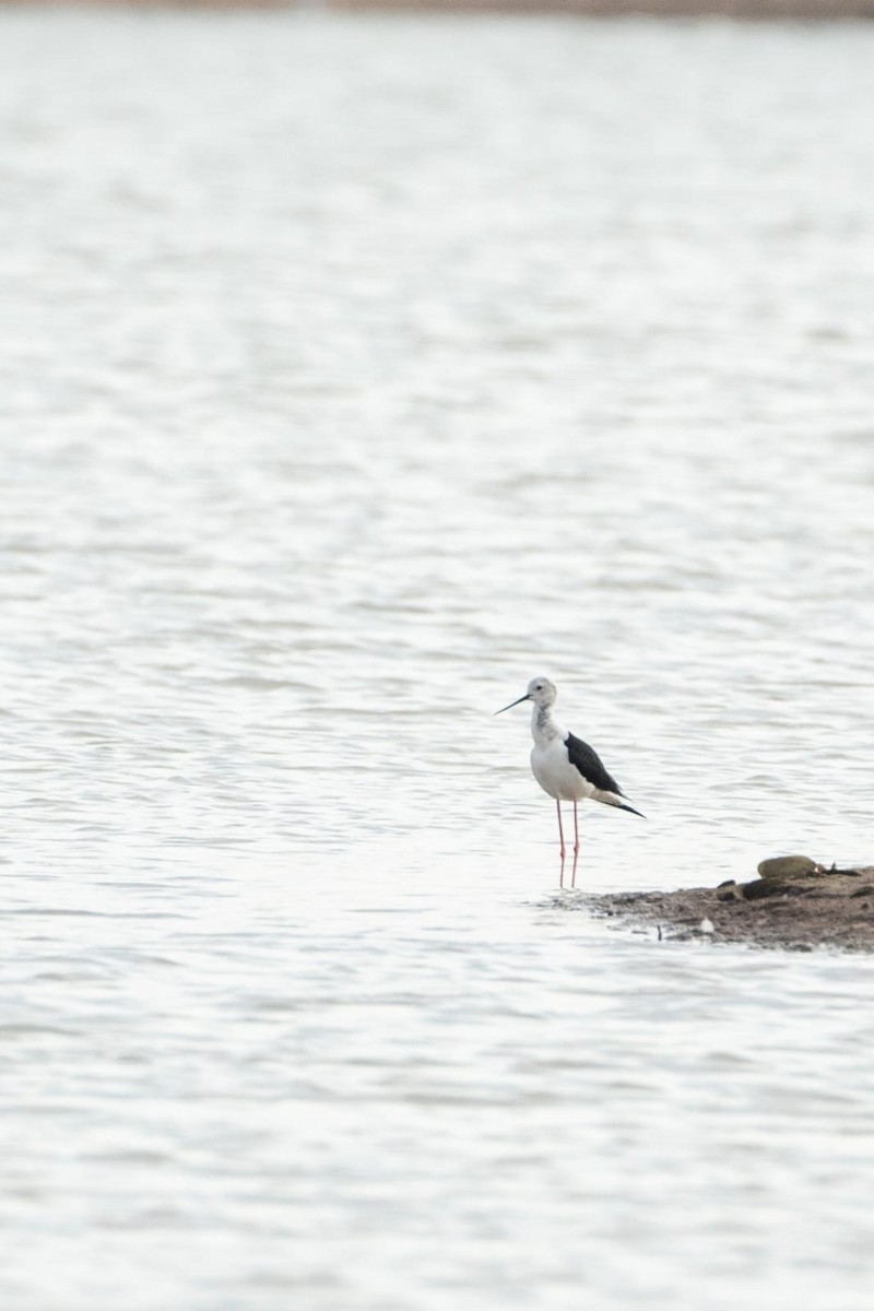 Black-winged Stilt - ML618648729