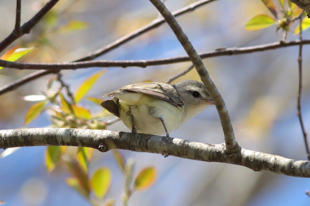 Sängervireo - ML618648736