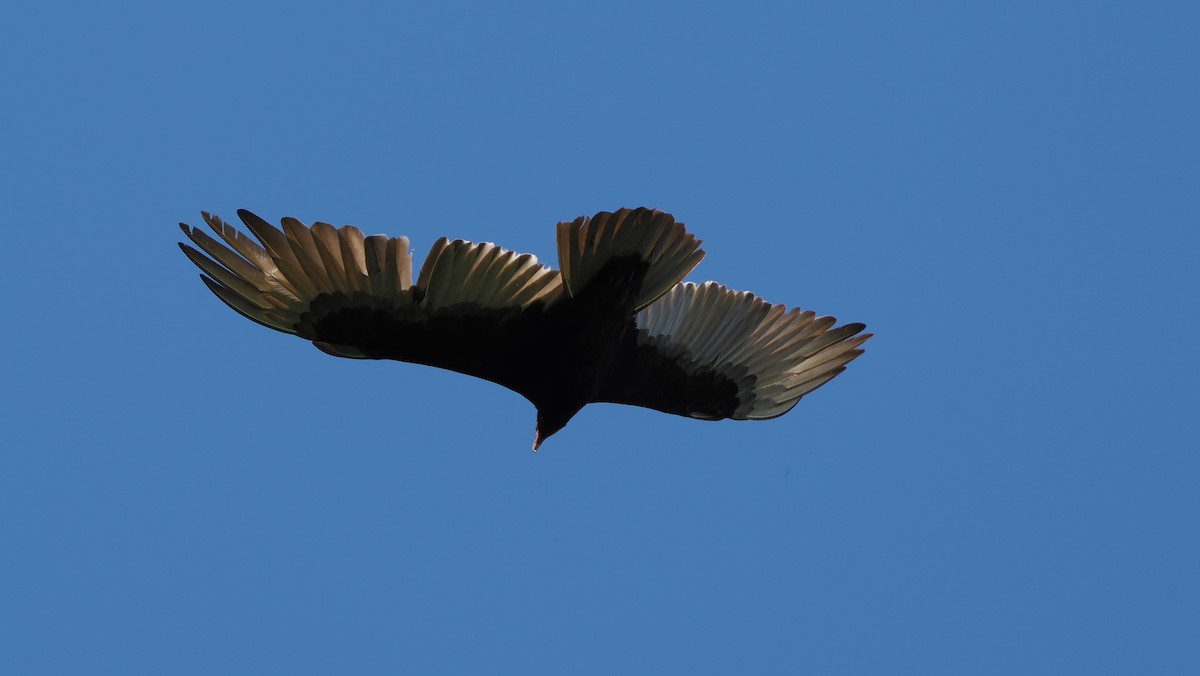 Turkey Vulture - Mike Grant