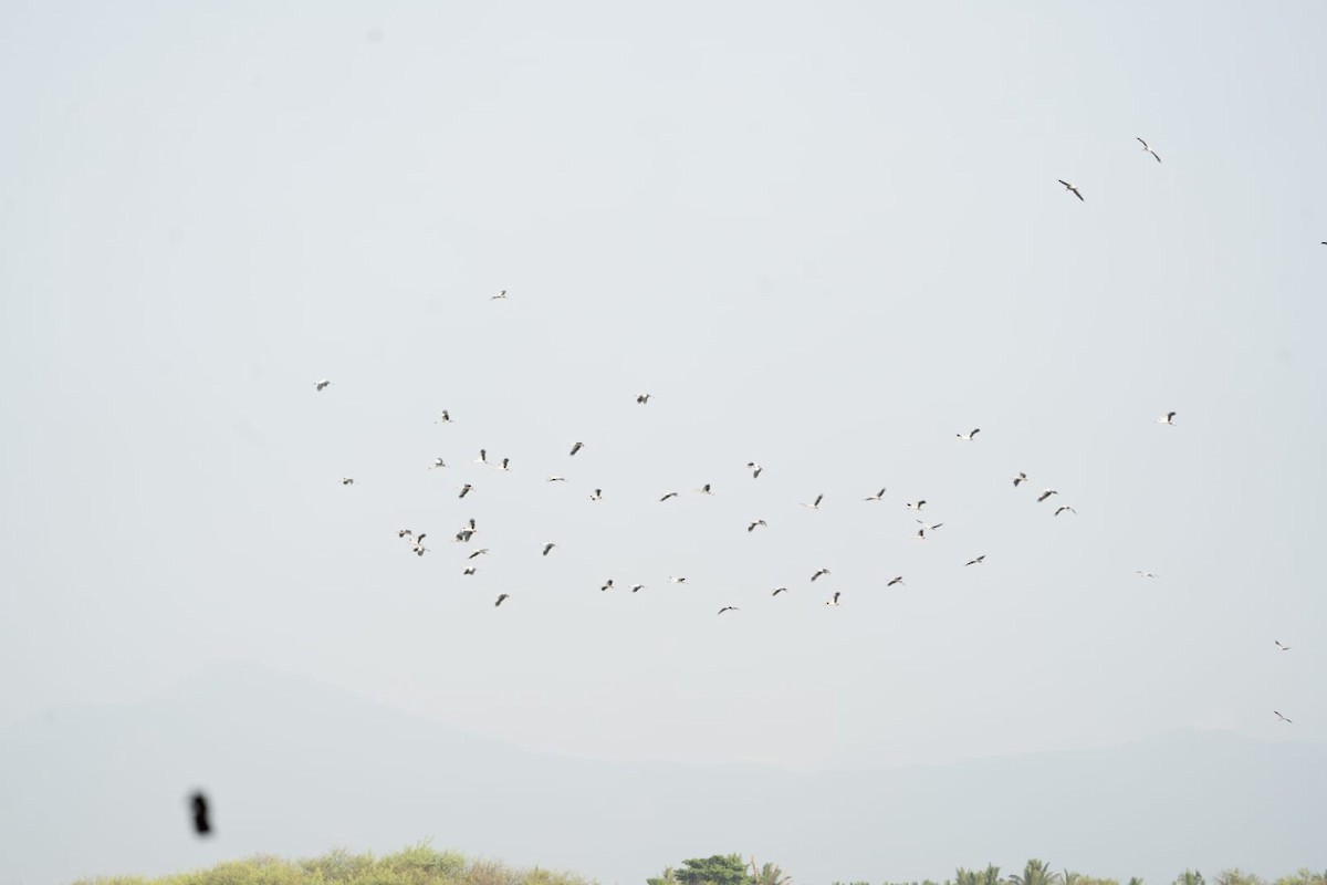 Asian Openbill - Coimbatore Nature Society