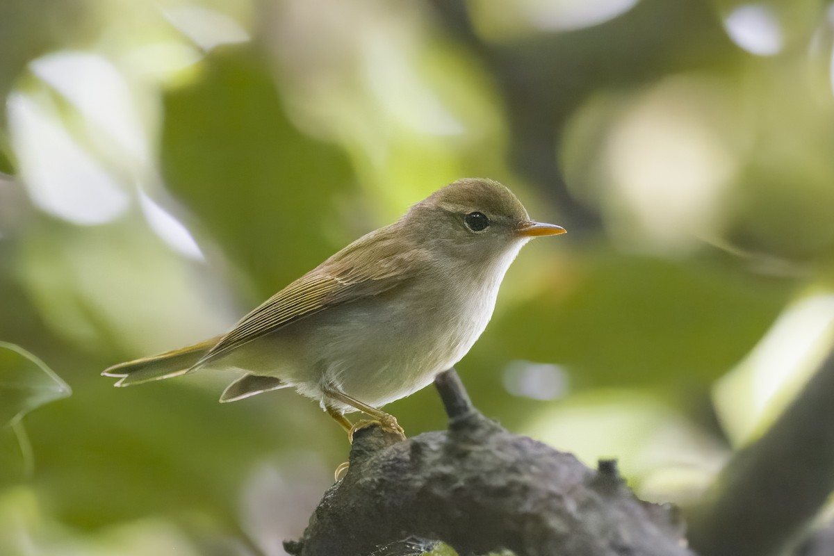 Ijima's Leaf Warbler - u7 Liao