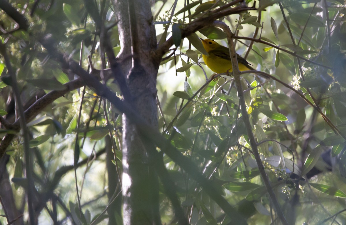 Wilson's Warbler - ML618648789