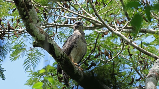 Crested Eagle - ML618648794