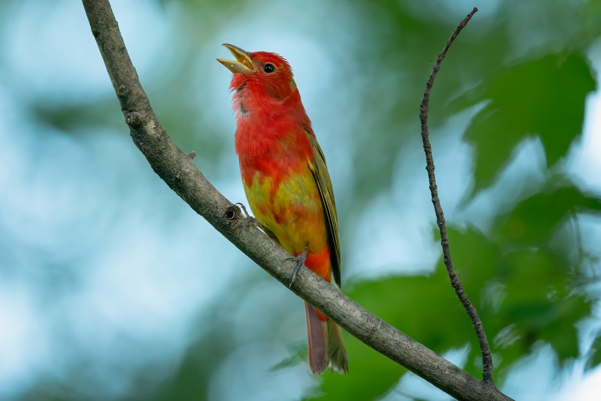 Summer Tanager - Rick Wilhoit