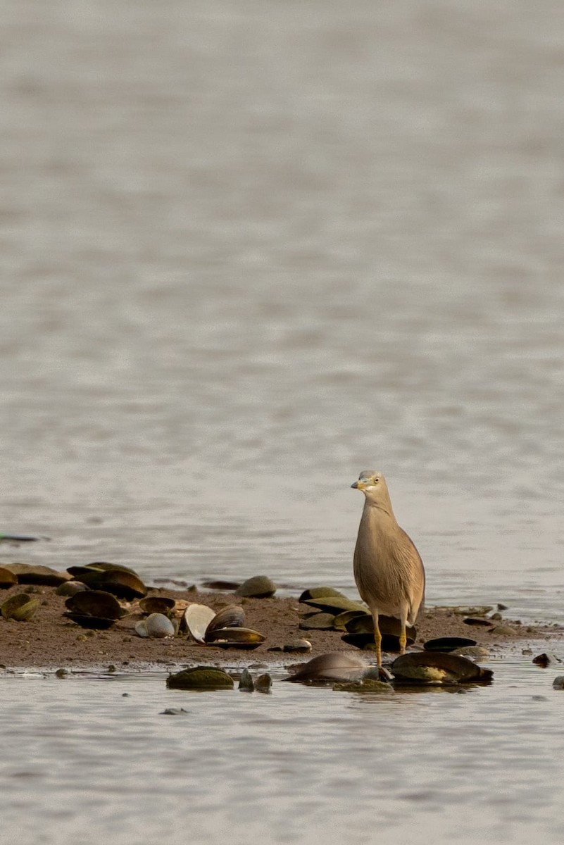 Indian Pond-Heron - ML618648801