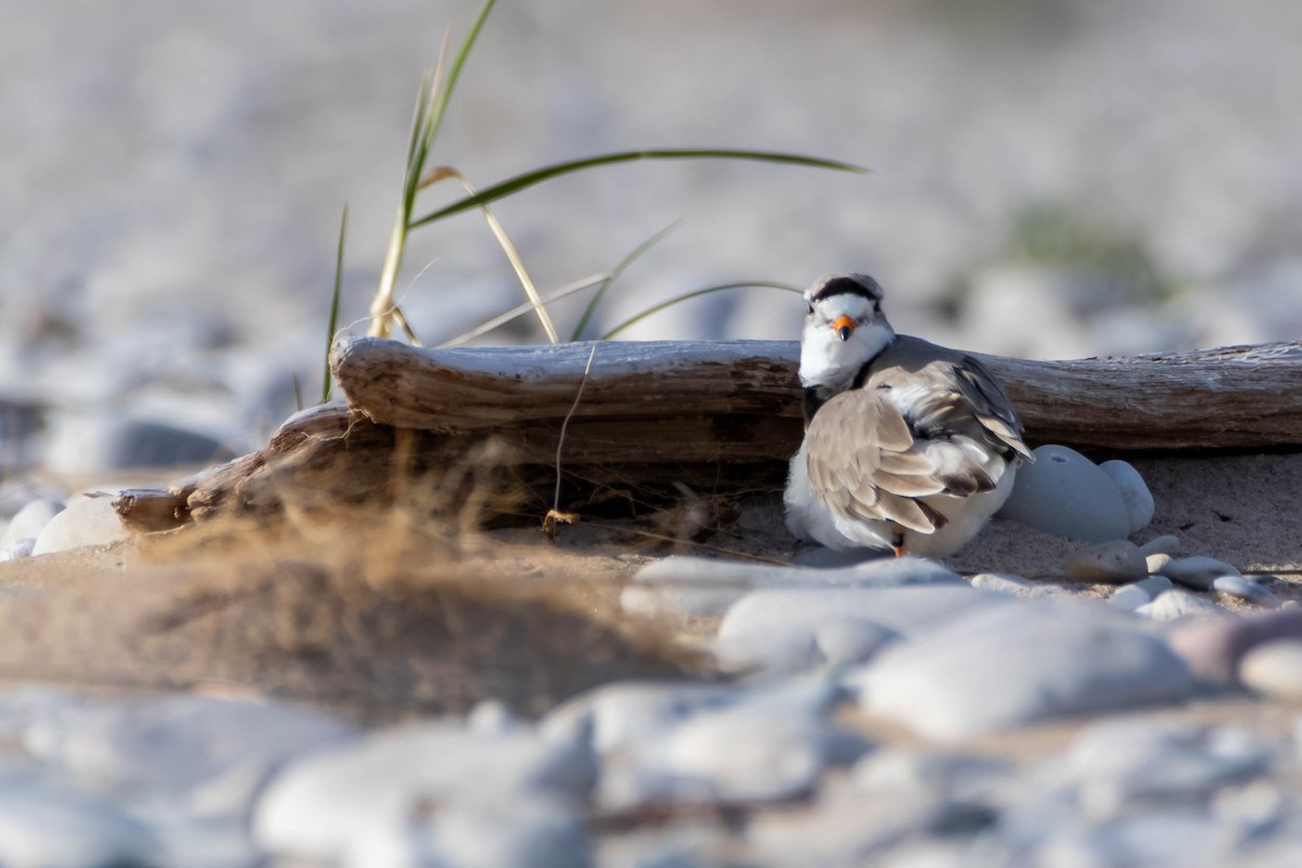 Piping Plover - Anonymous