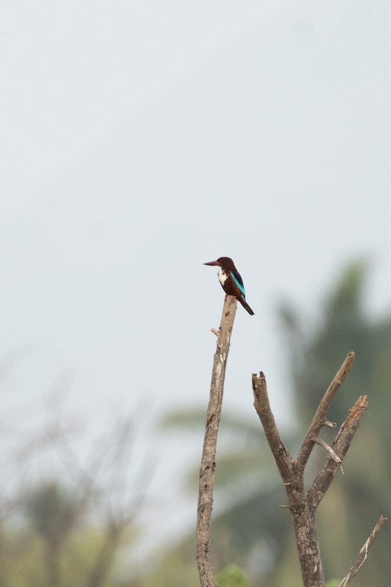 White-throated Kingfisher - ML618648823