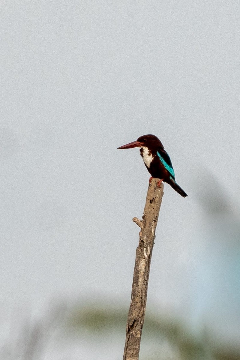 White-throated Kingfisher - Coimbatore Nature Society