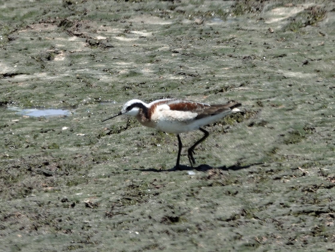 Falaropo Tricolor - ML618648847