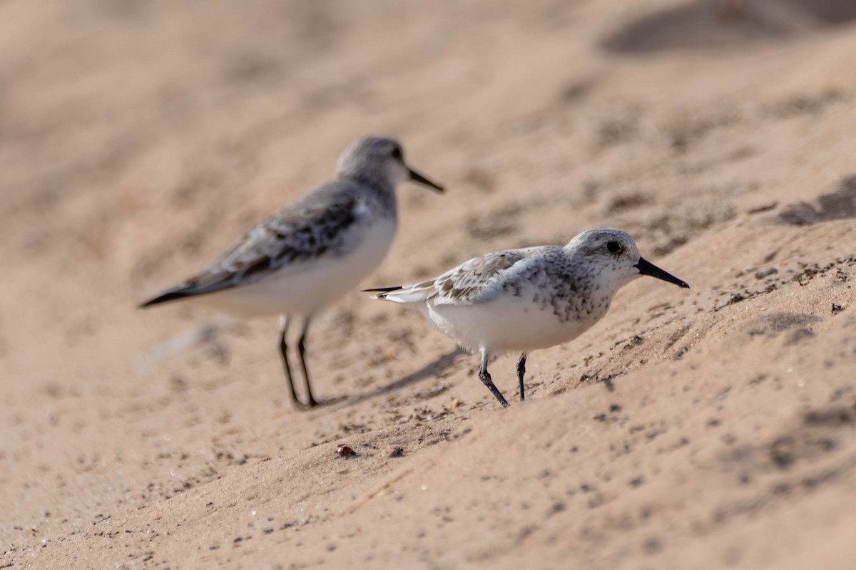 Sanderling - Anonymous