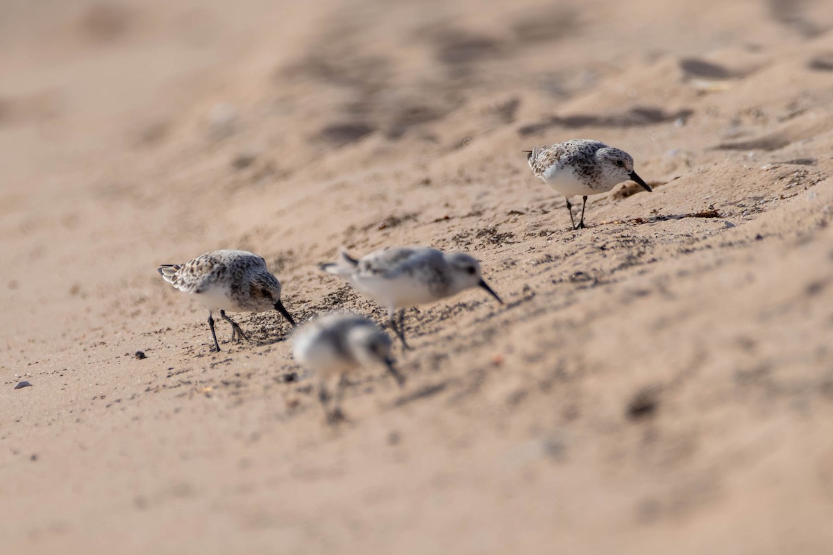 Sanderling - Anonymous