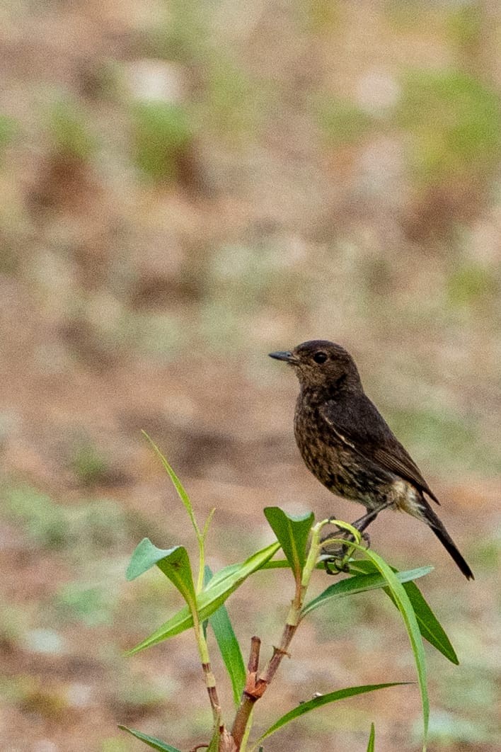 Pied Bushchat - ML618648872