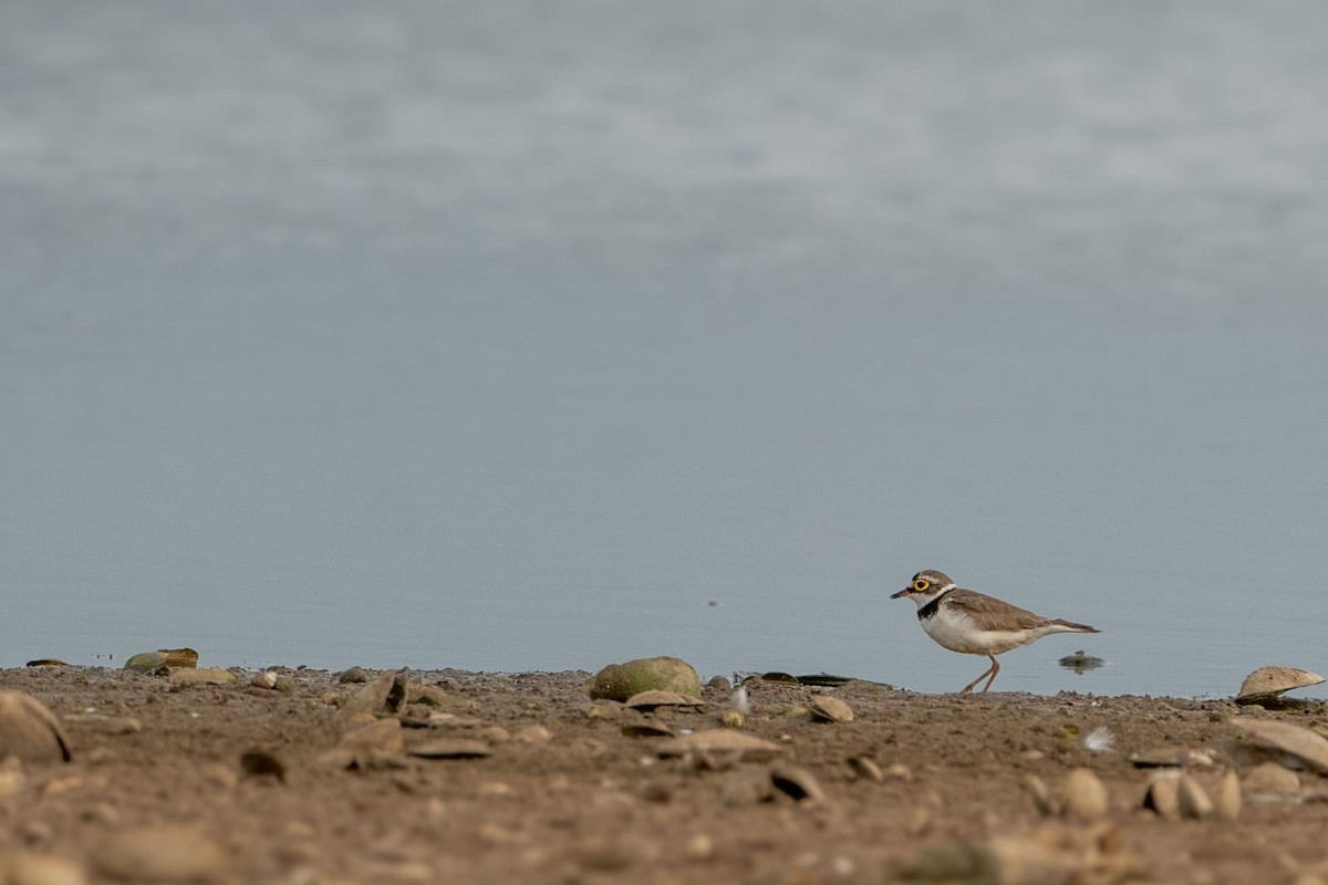 Little Ringed Plover - ML618648904