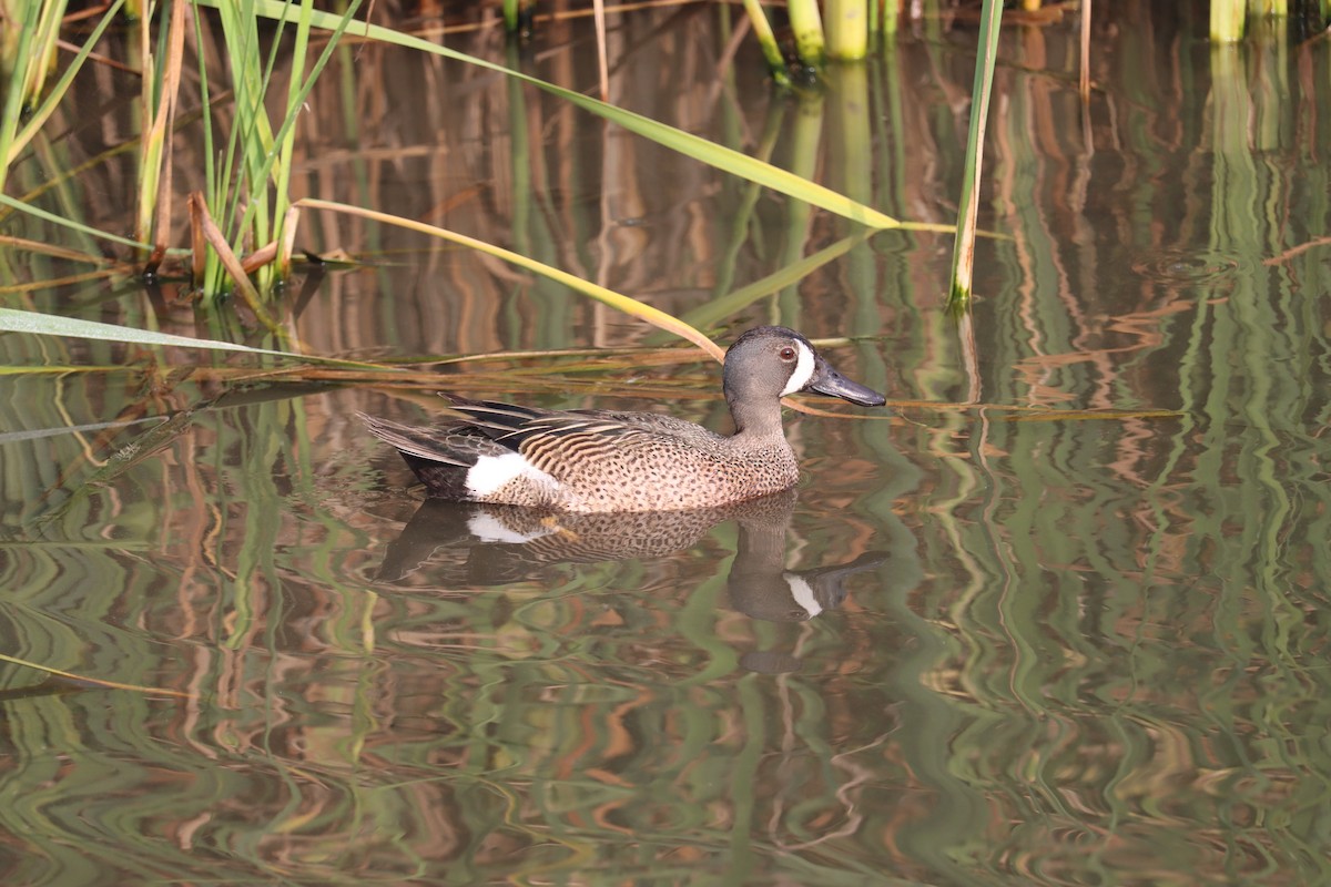 Blue-winged Teal - ML618648925