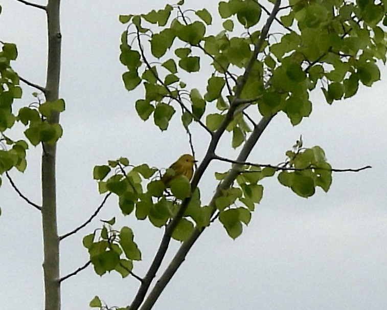 Yellow Warbler - ML618648986