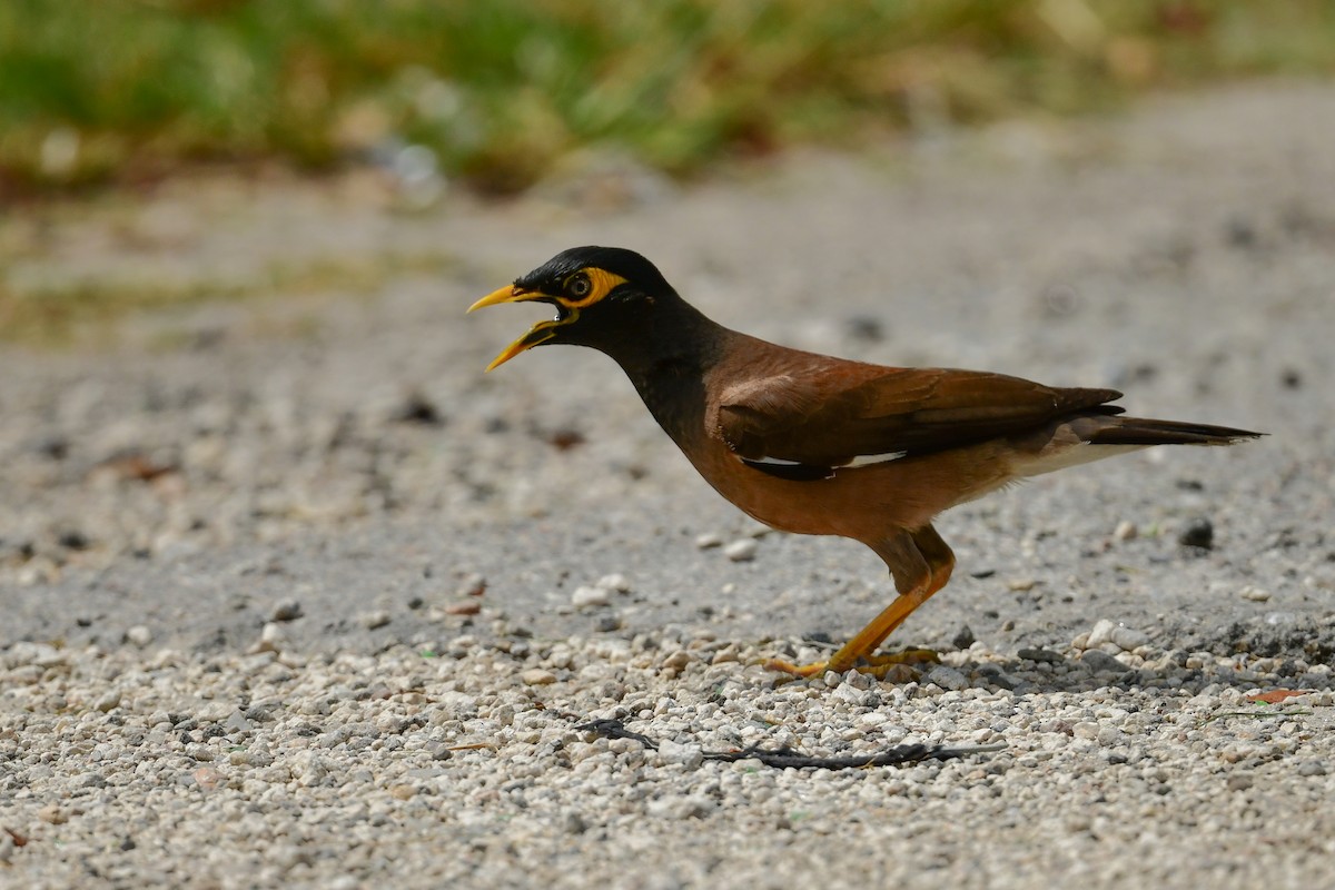 Common Myna - Etienne Pracht