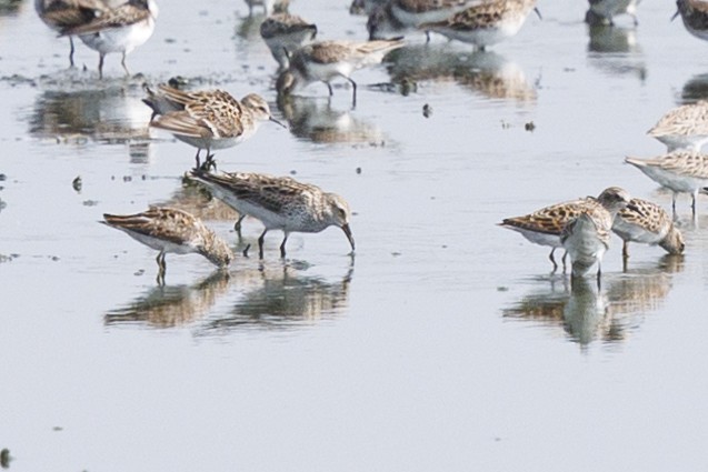 White-rumped Sandpiper - Tommy Quarles