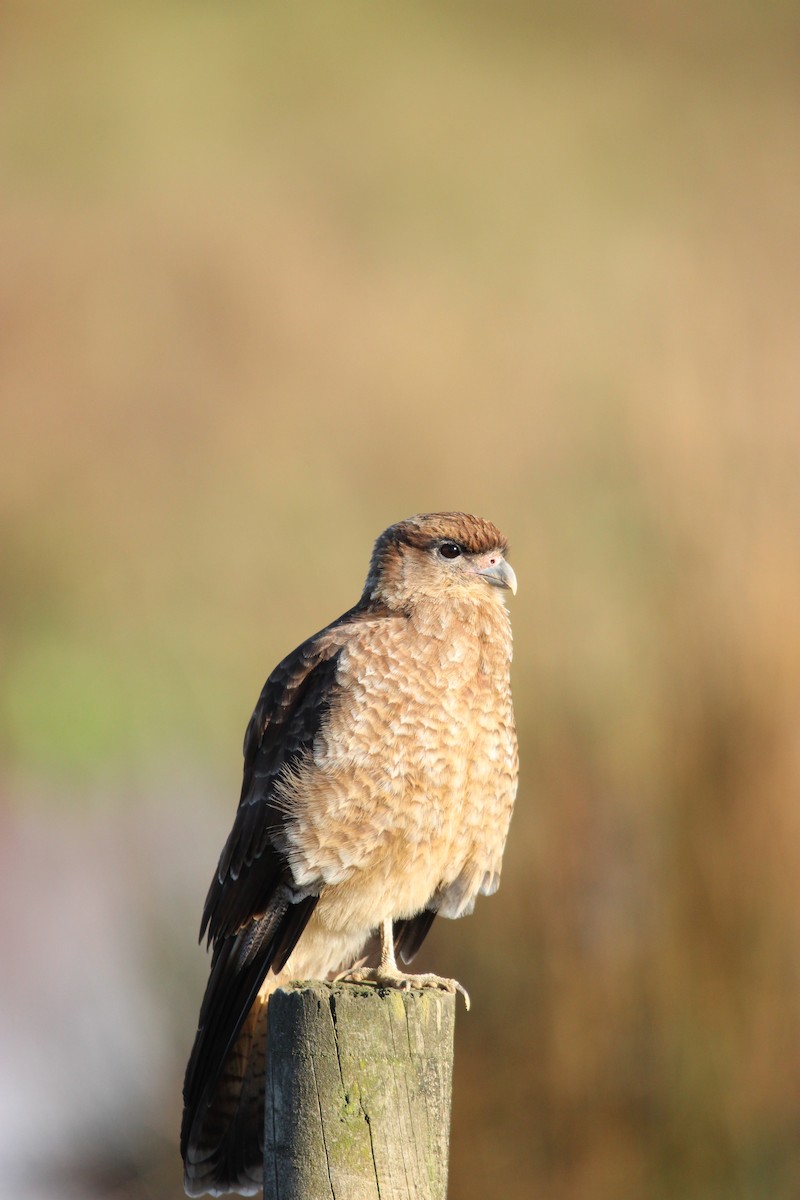 Caracara chimango - ML618648997