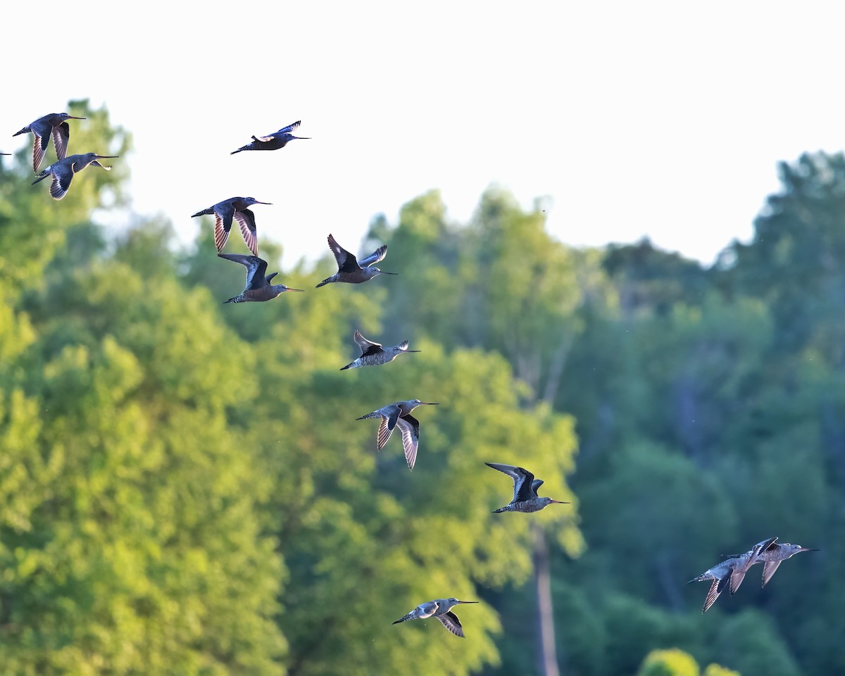 Hudsonian Godwit - ML618649013