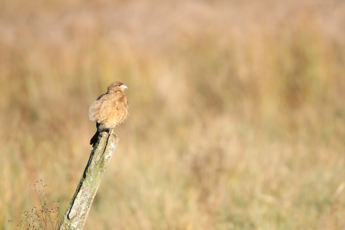 Caracara chimango - ML618649027