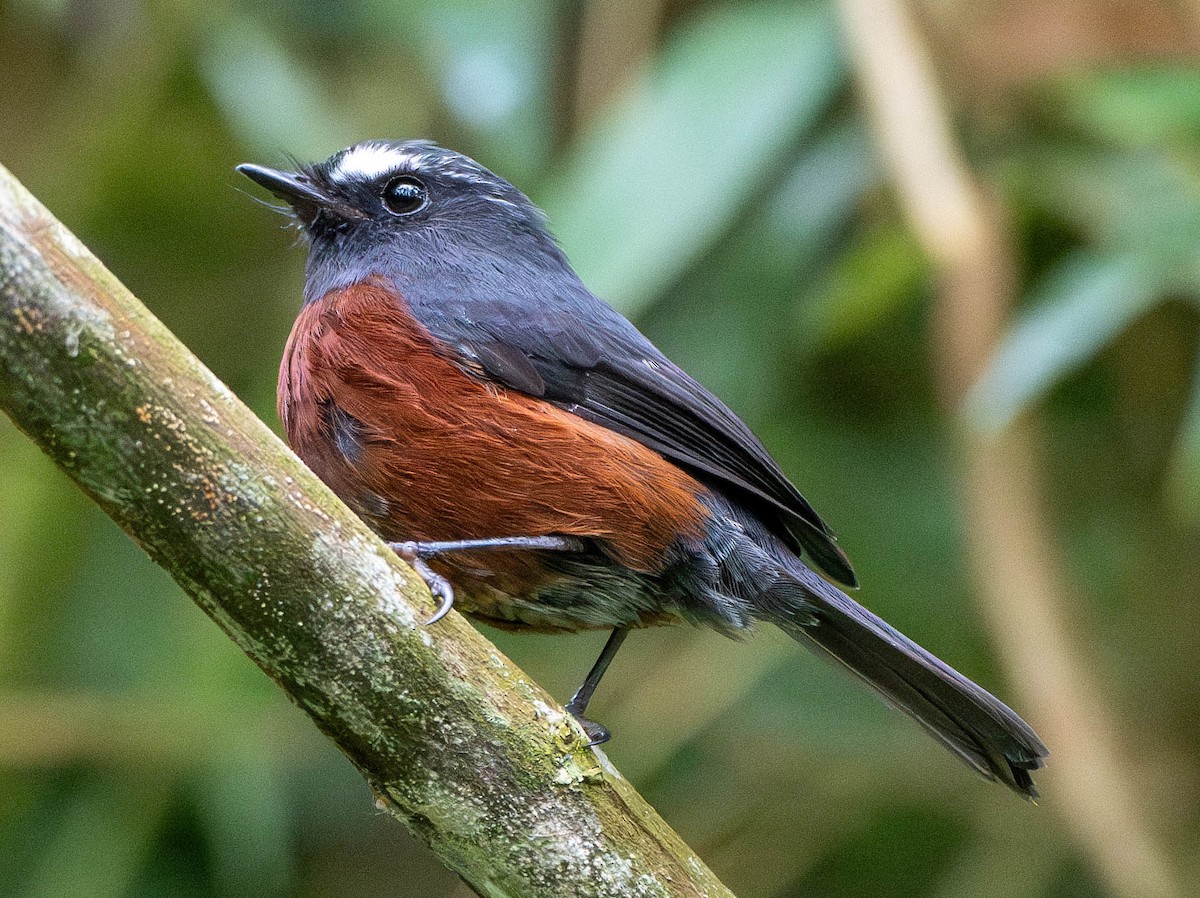 Chestnut-bellied Chat-Tyrant - Richard Thunen