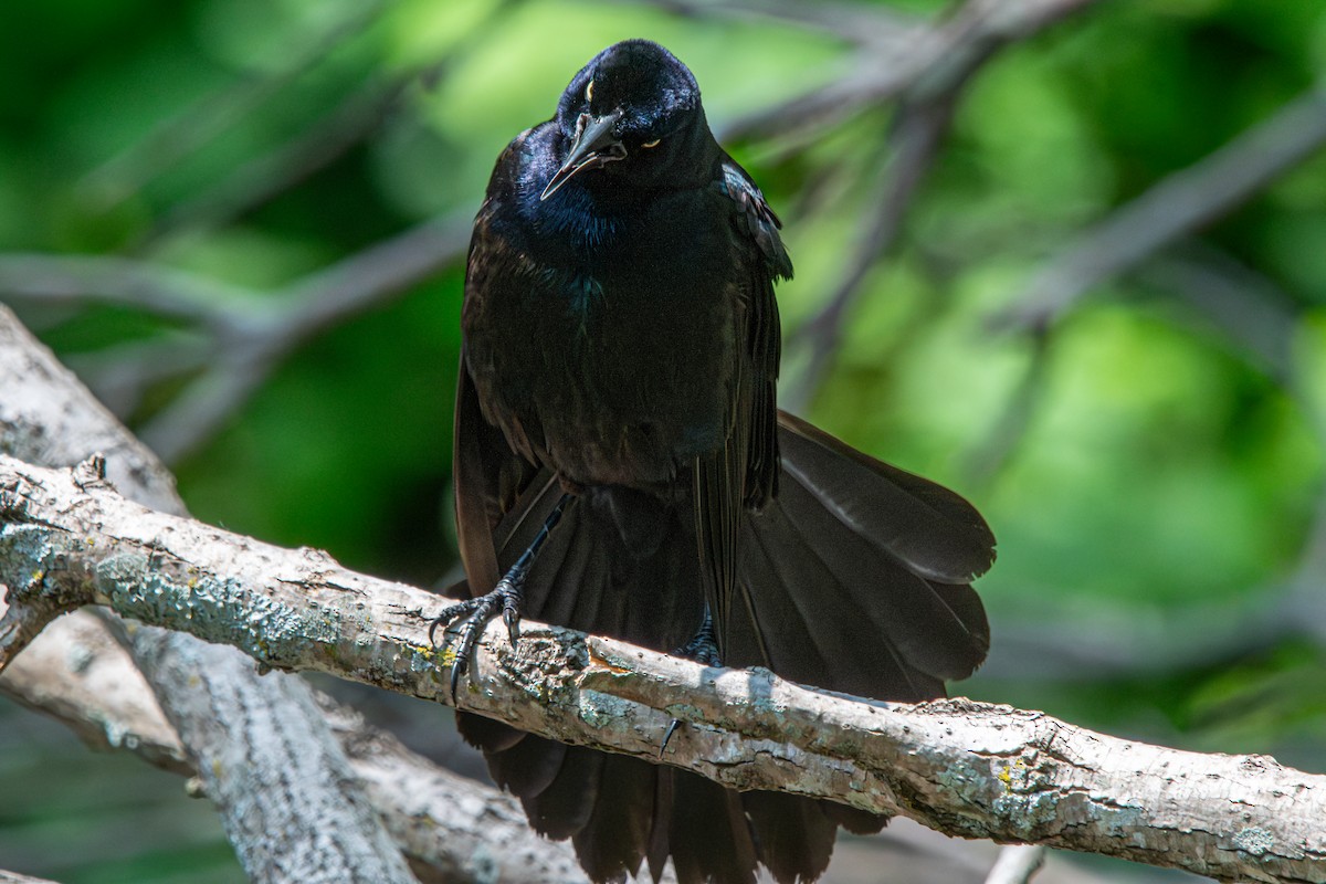 Great-tailed Grackle - Tim Vellutini