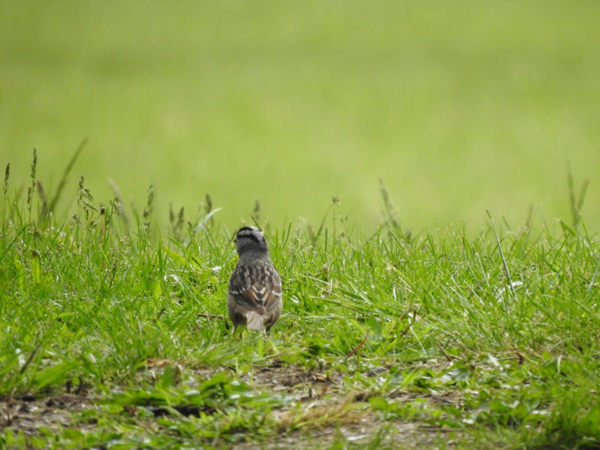 White-crowned Sparrow - Joe Sudomir