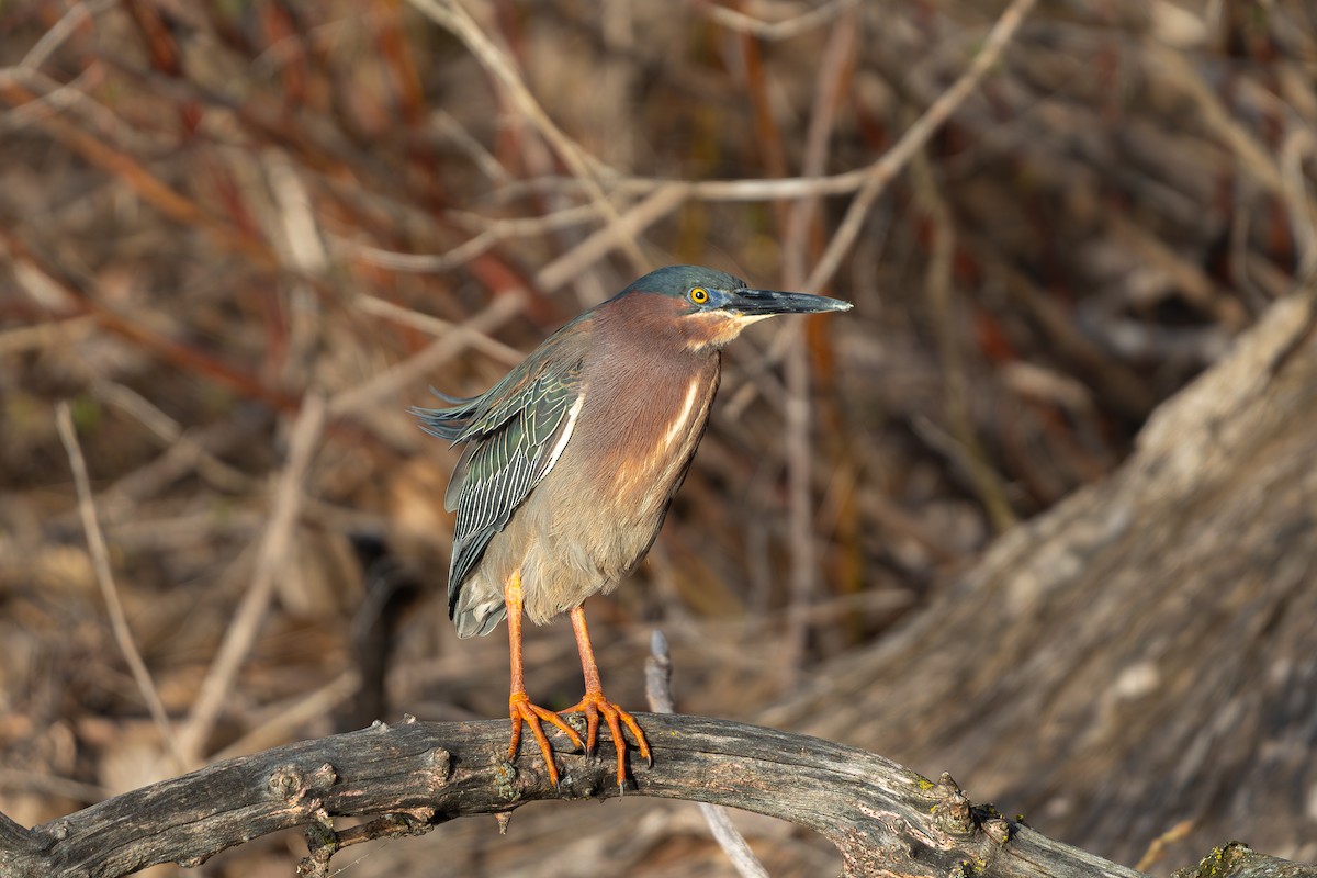 Green Heron - ML618649148