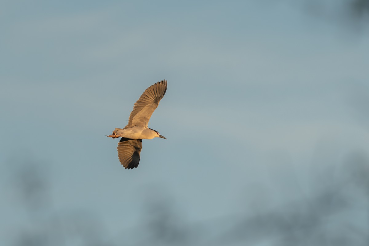 Black-crowned Night Heron - ML618649152