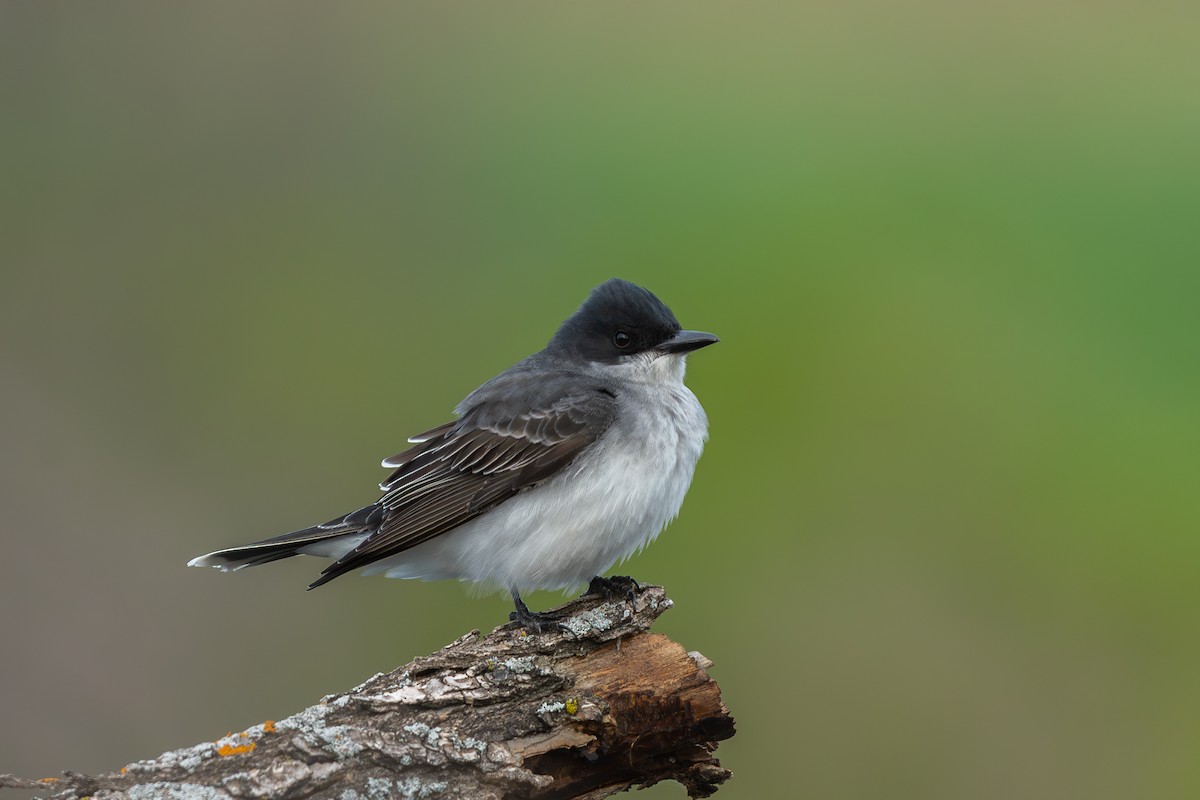 Eastern Kingbird - ML618649164