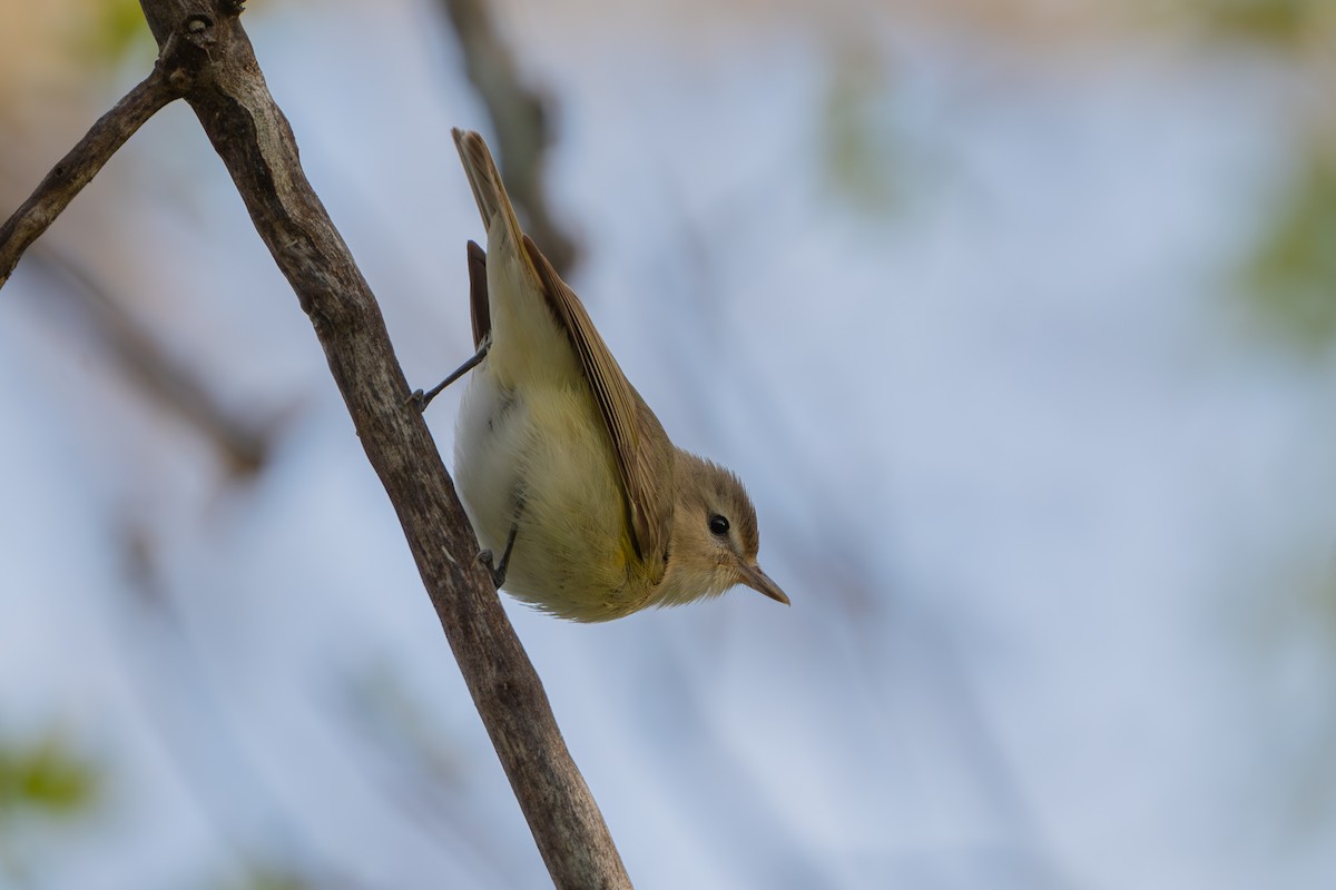 Warbling Vireo - ML618649167