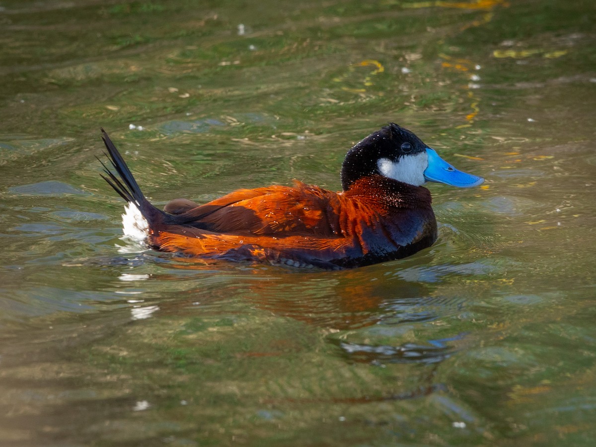 Ruddy Duck - ML618649169