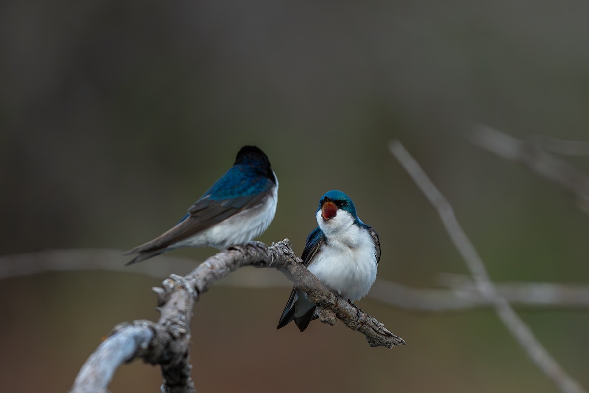 Tree Swallow - ML618649170