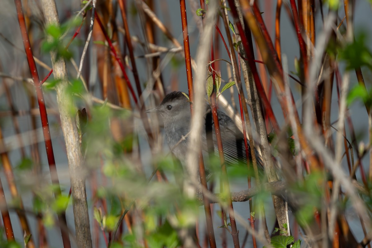 Gray Catbird - ML618649175