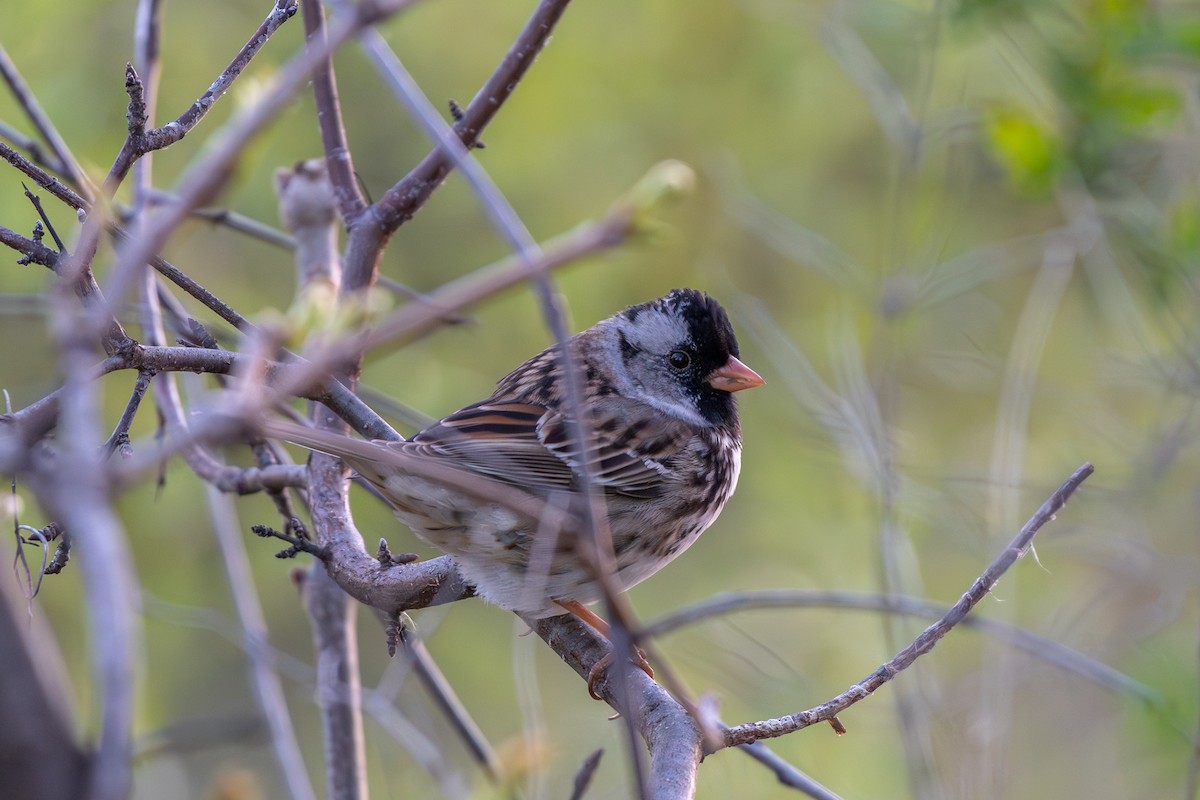 Harris's Sparrow - ML618649182