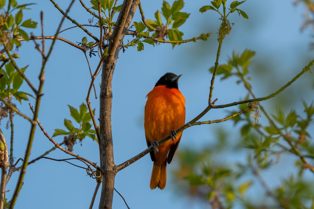 Baltimore Oriole - ML618649189