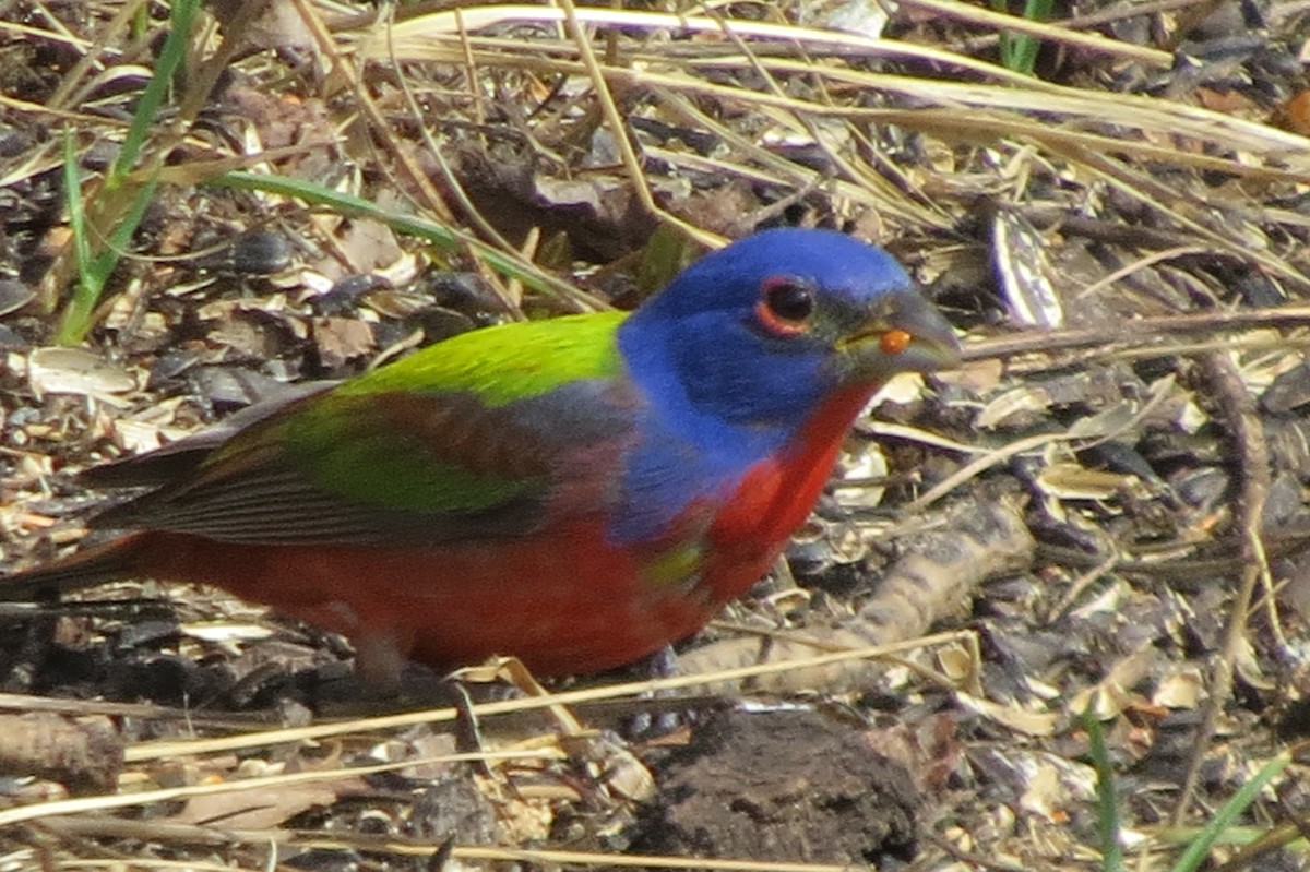 Painted Bunting - ML618649243