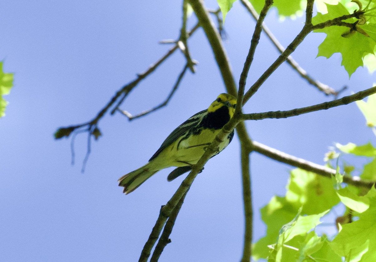 Black-throated Green Warbler - Christopher Veale