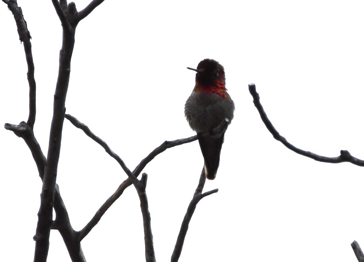 Anna's Hummingbird - Alec Andrus