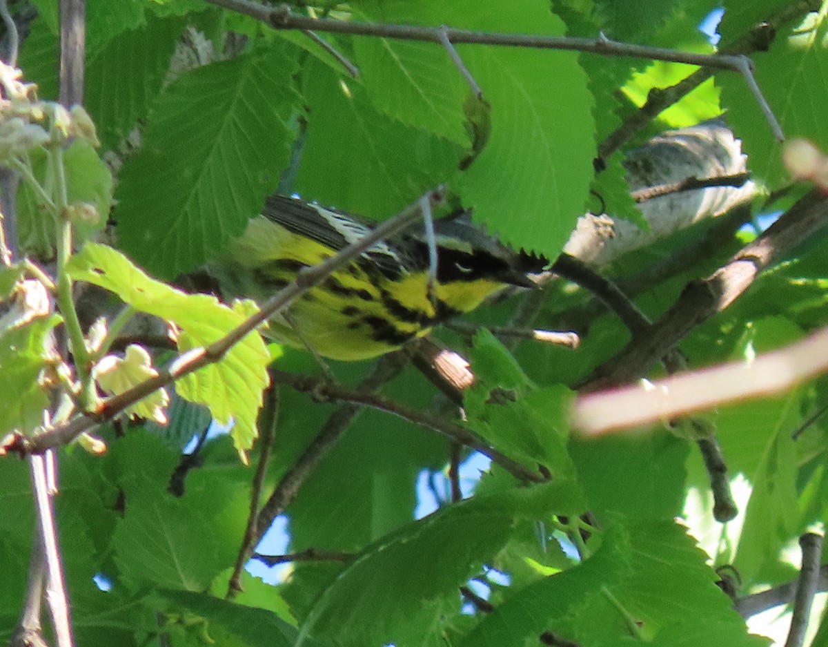 Magnolia Warbler - ML618649336