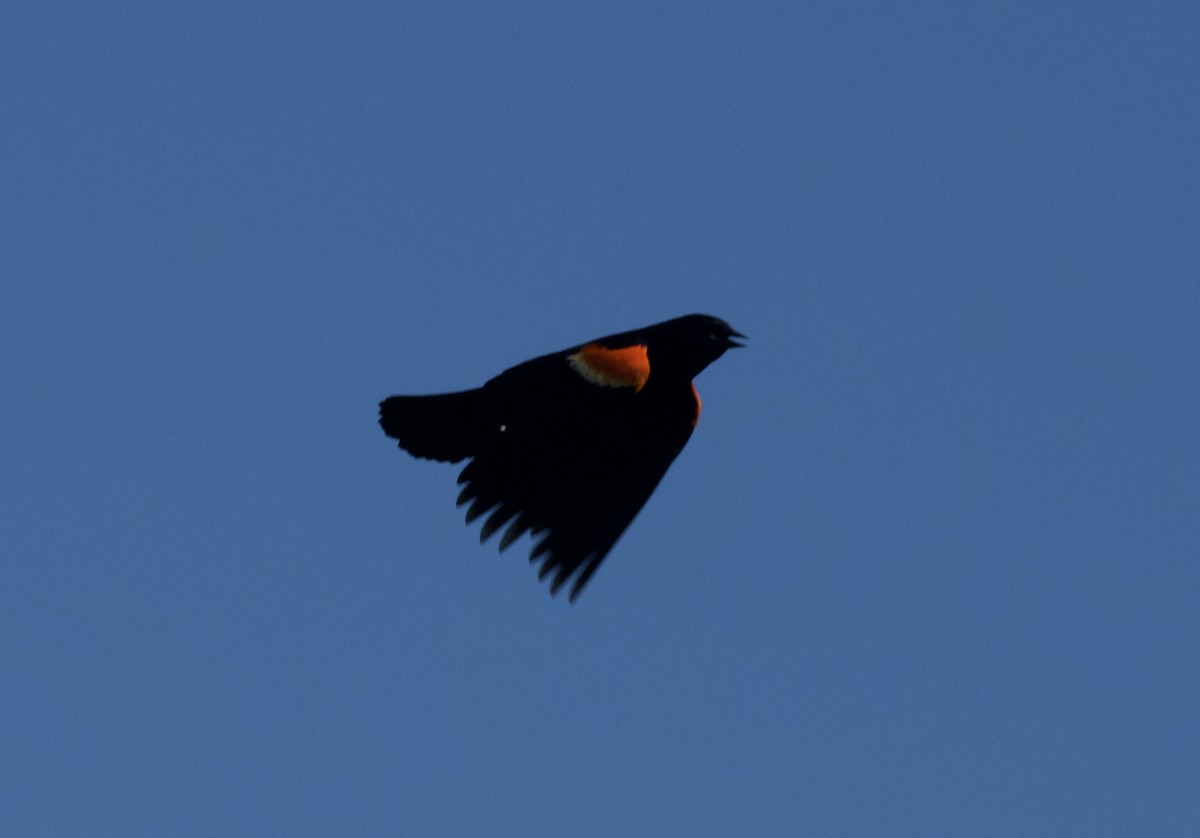 Red-winged Blackbird - Christopher Veale